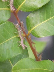 caterpillar on leaf