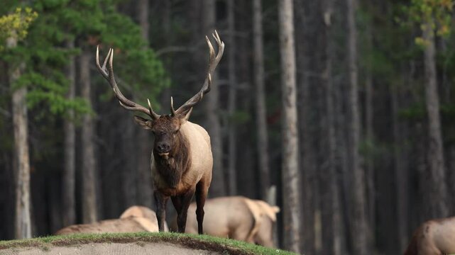 Bull elk bugling during the rut