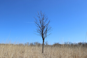Single bare tree in a meadow of brown grass at the Linne Woods restored tallgrass prairie in Morton Grove, Illinois