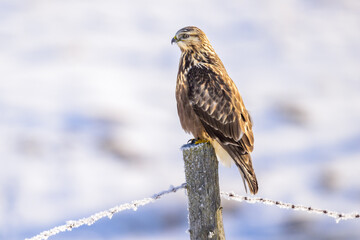 Rough-legged Hawk perching on fence post
