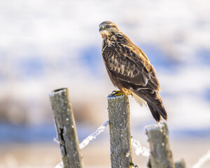 Rough-legged Hawk perching on fence post
