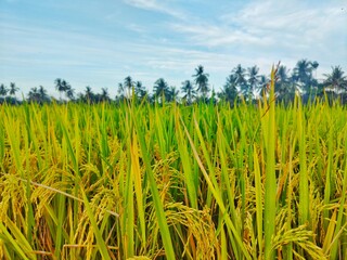 green and yellow rice field