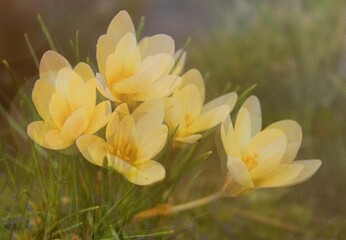 Crocuses. Yellow crocus buds in the sun on a beige background. Beautiful natural background. Spring flowers close-up. Delicate bud. Petals. Bright landscape. Awakening of nature. Primroses. Macro