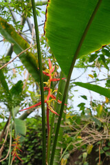 Flower of Expanded Lobsterclaw (lat.- Heliconia latispatha)