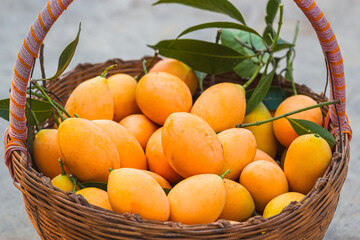 Harvesting fresh mangoes tropical orchard food photography natural light close-up deliciousness