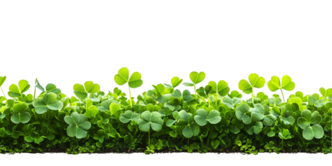 Green four leaf clover isolated on transparent background
