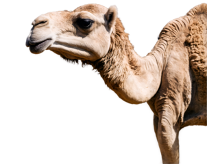 Majestic Dromedary Camel Portrait, Exploring the Detailed Features and Unique Texture of This Iconic Desert Animal in a Studio Shot with Striking Light