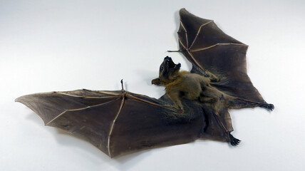 Dried bat specimen of Cynopterus minutus showing detailed wing structure and fur texture