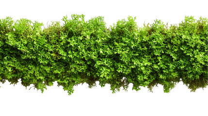 Obraz premium Green moss line isolated on transparent background