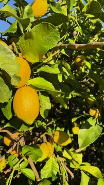 CLOSE UP, VERTICAL: Thriving lemon tree brimming with golden fruit under clear blue skies. Leaves and citrus glow in warm sunlight. Fresh, organic and summery feel of healthy and organic yellow fruits