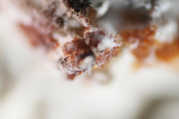 Macro texture of mycelium fungus growth on food waste