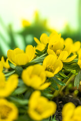 Obraz premium Blossoms of winter aconite (Eranthis hyemalis) start blooming