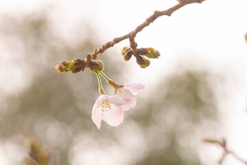 ソメイヨシノがようやく開花した　桜の花びら一輪クローズアップ撮影
