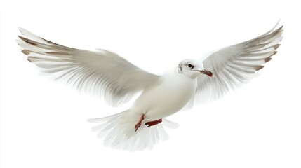 Fototapeta premium A graceful white seagull soaring through the air with outstretched wings against a bright white background