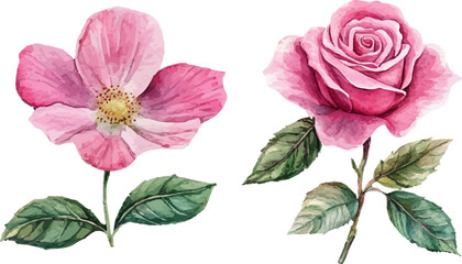 bouquet of pink roses