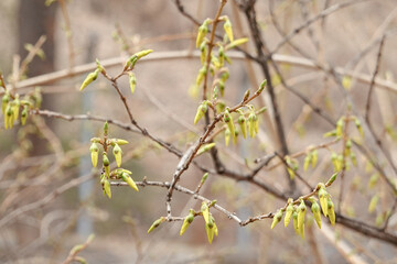 a thick bloom of flowers just before they bloom