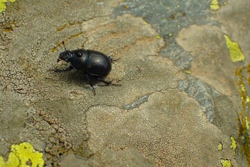 Black Beetle Crawling on Lichen-Covered Rock Surface in Natural Environment