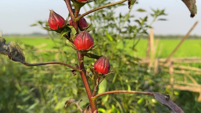 Hibiscus sabdariffa or roselle fruit video footage 