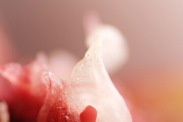 Macro texture of juicy peach donut fruit