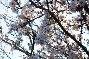 Blossoming almond