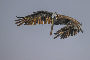 Brown Pelican (Pelecanus occidentalis) in Flight Searching for Food, WA