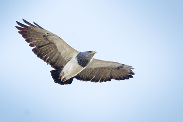 Black-chested Buzzard-Eagle in flight