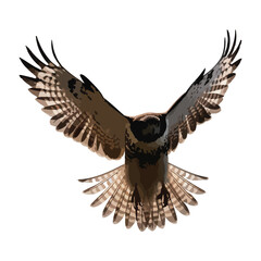 Hawk in Flight Illustration, Majestic Bird with Spread Wings, Wildlife Art Design