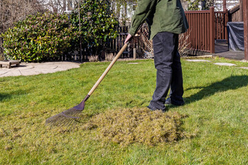 Woman Gardener Using Lawn Rake to Scarify and Remove Moss and Thatch From Grass Lawn