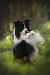 Obraz premium A border collie playfully engages with its own fluffy tail in a lush outdoor environment filled with greenery and soft, diffused light