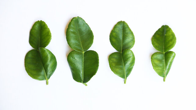 Fresh kaffir lime leaves or daun jeruk purut on isolated white background