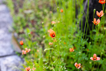 Orange poppy flowers blooming with green stems