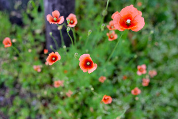 Orange poppy flowers blooming with green stems