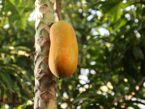 Ripe papaya on tree ready to harvest