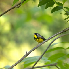 Fototapeta premium Canada warbler Cardellina canadensis perched on a branch