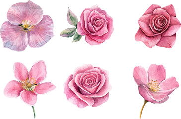 set of pink roses isolated