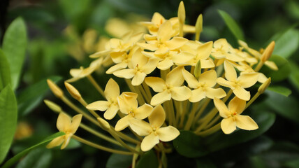 yellow ashoka flower background green leaf as a background
