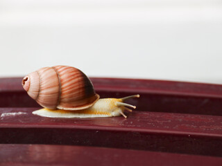 snail on wooden chair, wild animal