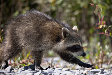 Naklejka premium Raccoon Procyon lotor walking on smooth pebbles