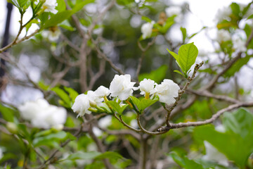 Crepe jasmine, Clavel De La India, East Indian rosebay, Pinwheel flower