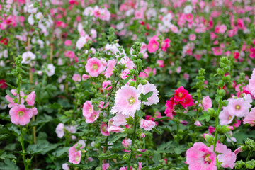 Beautiful hollyhock flower in the park