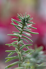 planta suculenta con fondo desenfocado con tono rojo