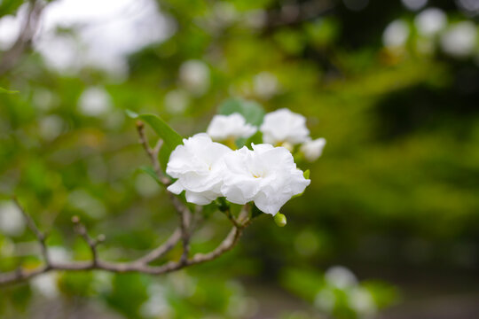 Crepe jasmine, Clavel De La India, East Indian rosebay, Pinwheel flower