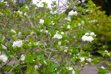 Crepe jasmine, Clavel De La India, East Indian rosebay, Pinwheel flower