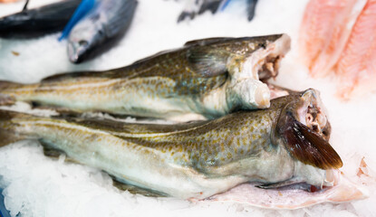 Raw cod fish on ice at a fish market counter