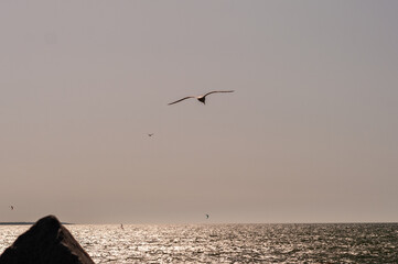 A bird is flying over the ocean