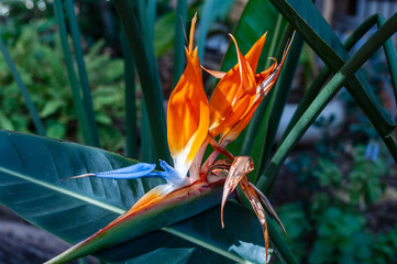 Obraz premium A beautiful orange and blue flower with a blue center