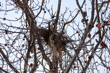 Bird Nest on Leafless Tree Branches in Winter