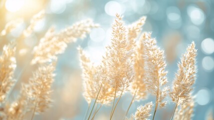 Serene Pampas Grass in Soft Sunlight Nature Background Botanical Beauty