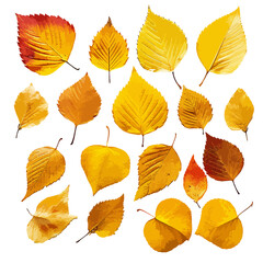 DRY LEAF ISOLATED VECTOR HAND PAINTED
