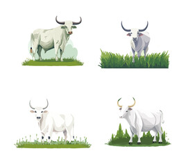 ox or cow wild animal tropical vector set element